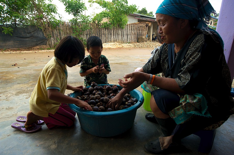 Tajlandia, Thoed Thai, rodzinne przebieranie owoców mangostanu (mangosteen) (Na północy Tajlandii i Laosu)